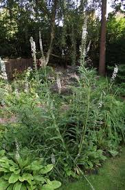 Image result for Heuchera Metallica