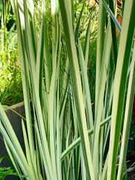 Image result for Acorus calamus