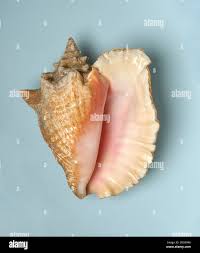 Image result for Aliger gigas