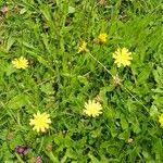 Attēlu rezultāti vaicājumam “Leontodon hispidus fruit”