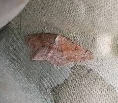 Attēlu rezultāti vaicājumam “Semioscopis avellanella imago”