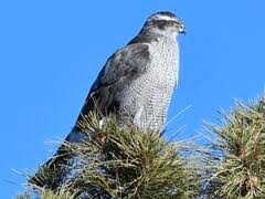 Image result for Goshawks G C