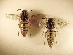 Attēlu rezultāti vaicājumam “Vespula rufa”