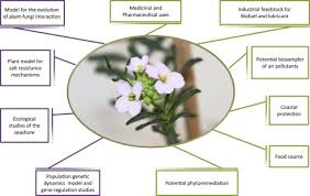 Attēlu rezultāti vaicājumam “Cakile maritima subsp. baltica flower”