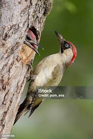 Attēlu rezultāti vaicājumam “Picus viridis nest”