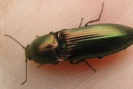 Attēlu rezultāti vaicājumam “Anobiidae”