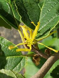 Attēlu rezultāti vaicājumam “Hamamelis virginiana bud”