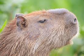 Attēlu rezultāti vaicājumam “Hydrochoerus hydrochaeris”