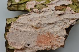 Attēlu rezultāti vaicājumam “Corticium roseum”