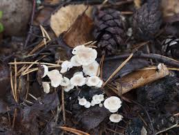 Attēlu rezultāti vaicājumam “Collybia tuberosa”