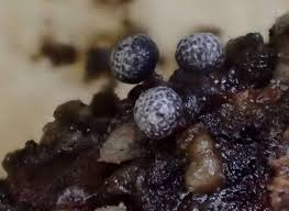 Attēlu rezultāti vaicājumam “Badhamia flavoglauca spores”