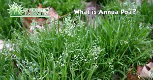 Attēlu rezultāti vaicājumam “Poa annua”