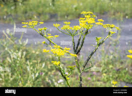 Attēlu rezultāti vaicājumam “Pastinaca sativa subsp. sylvestris leaf”