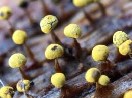 Attēlu rezultāti vaicājumam “Physarum pseudoalexandrowiczii”