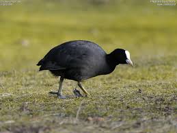 Attēlu rezultāti vaicājumam “Fulica atra adult”