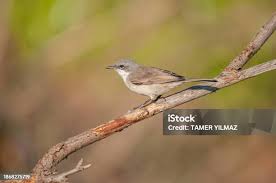 Attēlu rezultāti vaicājumam “Sylvia curruca”