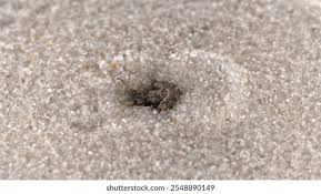 Attēlu rezultāti vaicājumam “Myrmeleontidae larva”