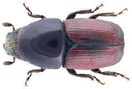 Attēlu rezultāti vaicājumam “Scolytidae”