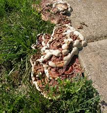 Attēlu rezultāti vaicājumam “Diderma rufostriatum sessile”