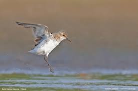 Attēlu rezultāti vaicājumam “Calidris minuta”