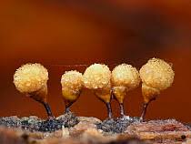 Attēlu rezultāti vaicājumam “Hemitrichia calyculata spores”