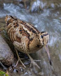Attēlu rezultāti vaicājumam “Scolopax rusticola”