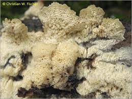 Attēlu rezultāti vaicājumam “Oxyporus corticola”