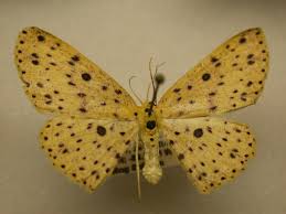 Attēlu rezultāti vaicājumam “Cyclophora albipunctata”