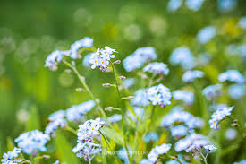 Image result for Vergissmeinnicht