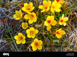 Attēlu rezultāti vaicājumam “Saxifraga hirculus”