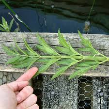 Attēlu rezultāti vaicājumam “Cicuta virosa leaf”