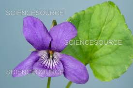 Attēlu rezultāti vaicājumam “Viola reichenbachiana flower”