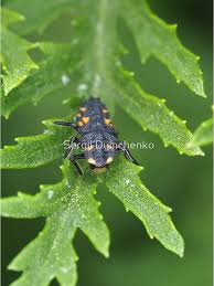 Attēlu rezultāti vaicājumam “Coccinella septempunctata larva”