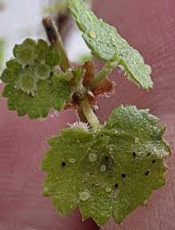 Attēlu rezultāti vaicājumam “Betula nana leaf”