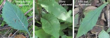 Attēlu rezultāti vaicājumam “Solidago virgaurea leaf”