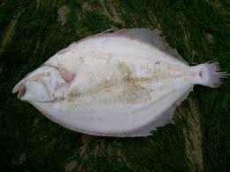 Image result for Platichthys flesus