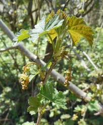 Attēlu rezultāti vaicājumam “Ribes spicatum”