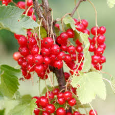 Bildergebnis für rote johannisbeeren