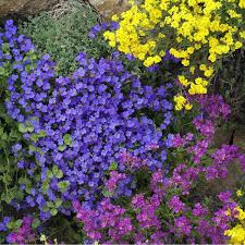 Image result for Aubrieta hybrida (cultorum)