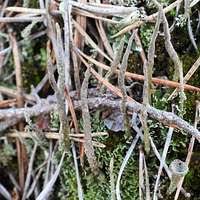 Attēlu rezultāti vaicājumam “Cladonia cornuta”