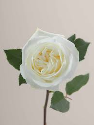 Image result for White Rose Polo Club