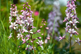 Image result for Diptam