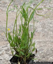 Attēlu rezultāti vaicājumam “Ranunculus flammula leaf”