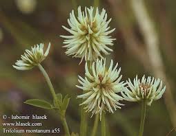 Attēlu rezultāti vaicājumam “Trifolium montanum”