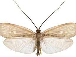 Attēlu rezultāti vaicājumam “Potamophylax”