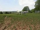 A pair of placid looking donkeys next to SY9581 : Corfe Common, stock pens. - via Daymix