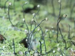 Attēlu rezultāti vaicājumam “Microcalicium disseminatum”