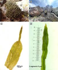 Attēlu rezultāti vaicājumam “Syntrichia latifolia”