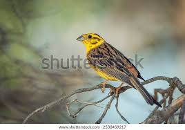Attēlu rezultāti vaicājumam “Emberiza citrinella juvenile”