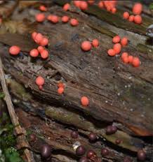 Attēlu rezultāti vaicājumam “Lycogala cf. oleocrystalliferum”